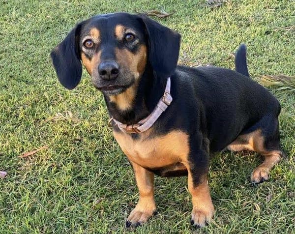 Daisy - 2 1/2yrs  - Black and tan smooth female Dachshund X - DOB -02/01/2023 - 9kg **on trial 24/08/25**