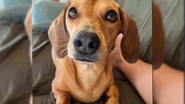Boo - 2yrs - Female red smooth - DOB - 13/05/2023 - 7.5kg