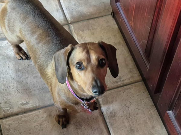 Minnie - 2 1/2yrs - Smooth Shaded Red - DOB - 14/03/23 -7kg