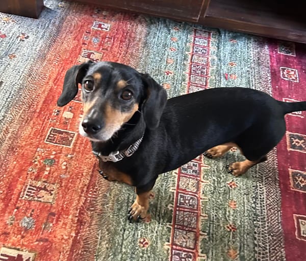Bella - 12yrs almost - Black and Tan Miniature Smooth Female - DOB 19/09/14 - 6kg