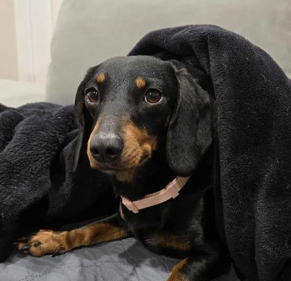 Mini Winnie - 3yrs - black and tan female smooth - DOB 31/08/22 - 6kg ***ADOPTED***