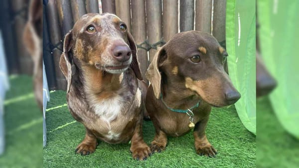 Marley & Truffles - Bonded Girls  Marley - 5yrs - Choc/tan - 8.75kg  Female smooth - Truffles - 6yrs - Choc/Dapple Female - 5.6kg