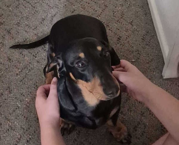 Remi - 12 mths - Black/tan smooth male - DOB - 05/11/24 - 7kg