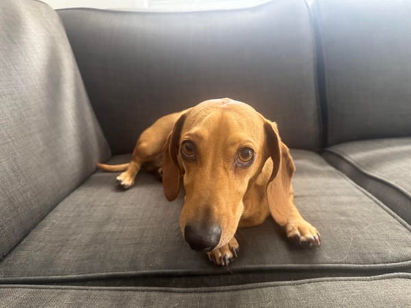 Freddie and Ollie Bonded Pair - Freddie - 8yrs - Black/Tan Smooth Male - DOB - 27/10/17 -10kg Ollie - 6yrs - Red Smooth Male - DOB - 03/09/19 - 9kgs