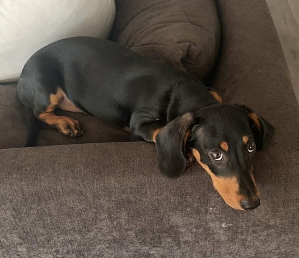 Eddie - 2 yrs - Black/Tan Smooth Male - DOB 04/10/23 - 7kg