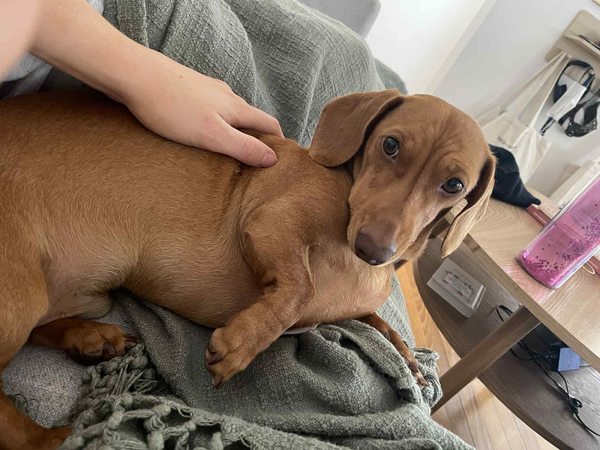Chester - 5 yrs - Red Smooth DOB -12/07/2020 - 7.3kg