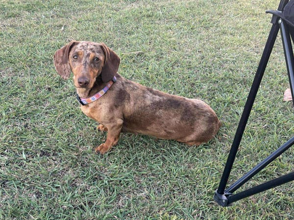 Daisy - 1yr 3 mths - Female Smooth Chocolate Dapple - DOB 29/05/24 - 7.5kg