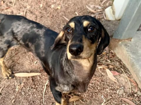 Franklin - 9 mths - Silver dapple male - DOB - 16/12/24 -4KG
