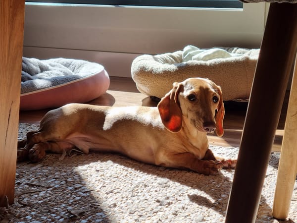 Casper - 18mths - smooth clear red male - DOB -18/02/24 - 6.5kg