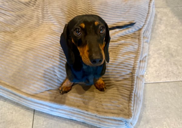 Maisie - Almost 2yrs - Black and Tan Smooth Female - DOB - 28/10/23 - 4kg