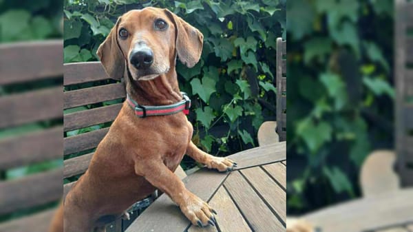 Opie - 8yrs - Smooth Red Male - DOB -28-12-2016 - 8kg