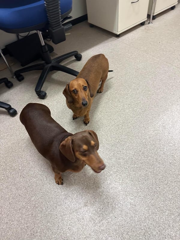 Peggy and Wilbur  - Bonded Pair - Peggy - Smooth  Red - 6 YRS -DOB 25/12/18 - 10kg / Wilbur - Smooth Chocolate - 4YRS - DOB 15/12/20 - 9kg