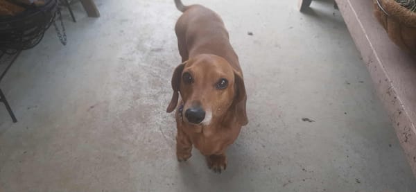 Humpfrey - 8yrs - Red smooth male - DOB - 06/03/17 - 10.5kg