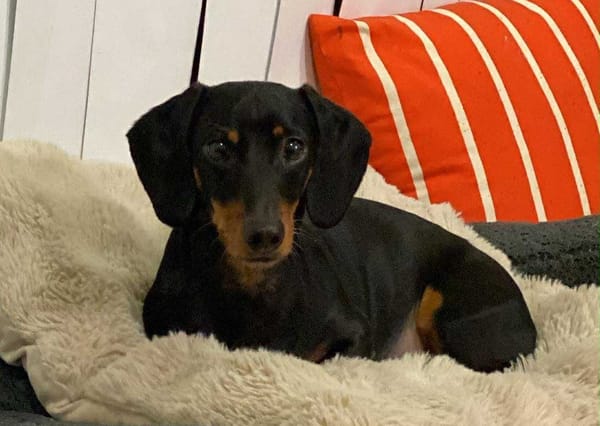 Gus 5yrs - black and tan smooth mini - DOB - 12/12/19 - 7.20KG