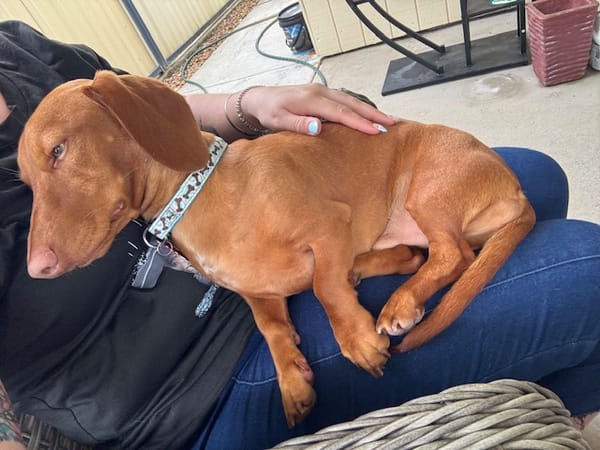 Saucy - 1yr 5mths - Clear Red Smooth Male - DOB -25/05/24 - 6.8kg