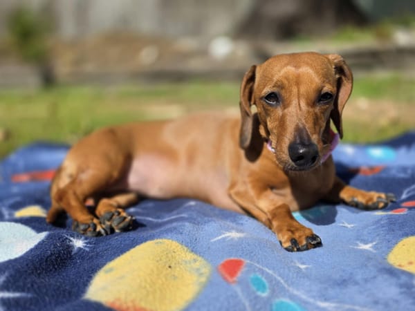 Lucy - 5yrs - Miniature Red Smooth Female - DOB - 19/11/20 - 6kg