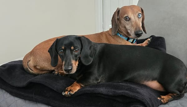 Billie and Hugo - Bonded Pair - Billie  5 - Black/tan mini smooth Female - DOB - 30/06/20 7.4kg - Hugo 8yrs - Red Dapple Smooth Male - 01/05/17 - 9.4kg