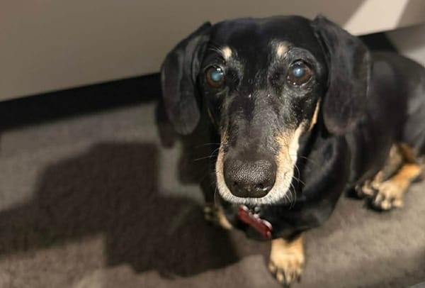 Pepper - 13 1/3 yrs - black/tan smooth female - DOB - 12/06/12
