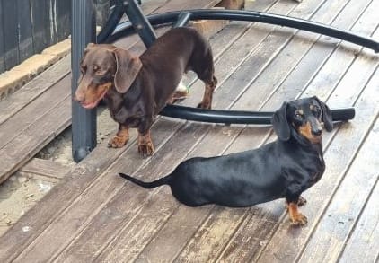 Penny & Maverick Bonded Pair - Penny 3yrs Black Tan Smooth Female - 6.35kg Maverick Chocolate Smooth Male - 9.5kg