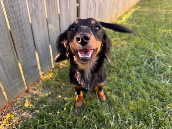 Mabel - 17 months - long hair b/tan - DOB - 27/05/24 - 5.5kg