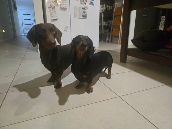 Penny & Maverick Bonded Pair - Penny 3yrs Black Tan Smooth Female - 6.35kg Maverick Chocolate Smooth Male - 9.5kg