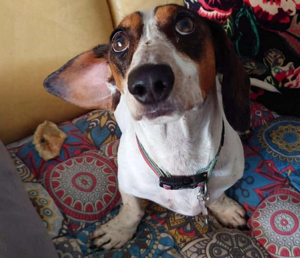 Roger 1yr 8mths - Smooth Piebald Male - DOB 24/05/24 - 8kg