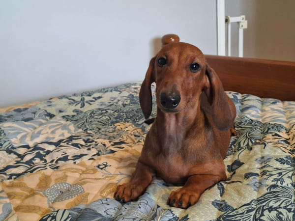 Andy - 5 mths Puppy - Red Smooth Mini Male - DOB - 10/09/25 - 4.1kg