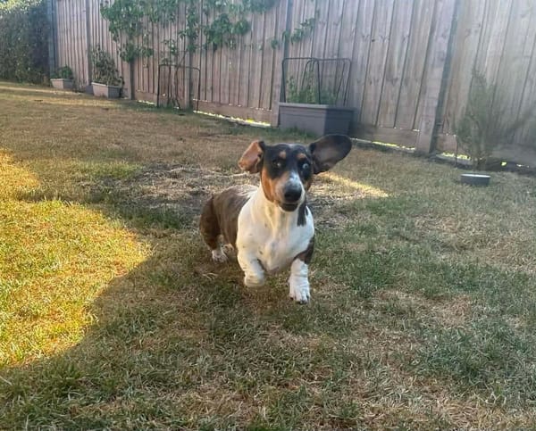 Luna 2 yrs - Female Piebald - DOB 23/10/23 - 12.8kg