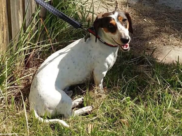 Roger 1yr 8mths - Smooth Piebald Male - DOB 24/05/24 - 8kg