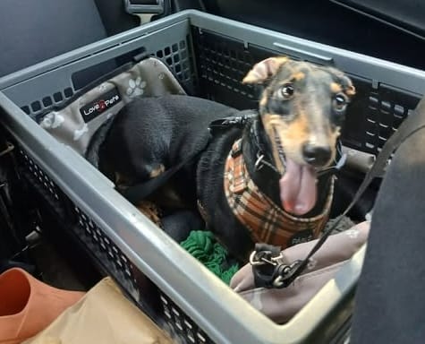 Dudley - 6 1/2 yrs - Black and Tan smooth Male - DOB 01/07/19 - 6.5kg