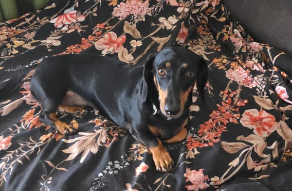 Ruby and Oreo - Ruby 9yrs Silver/dapple sm F  - DOB 01/12/16 - 7.25kg  Oreo 3yrs - B/T sm M - DOB - 03/03/23 - 6.96kg