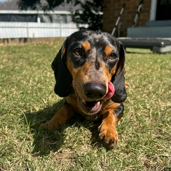 CHARLIE 2 YRS - SILVER DAPPLE MALE SMOOTH - DOB 18/02/24 - 7KG