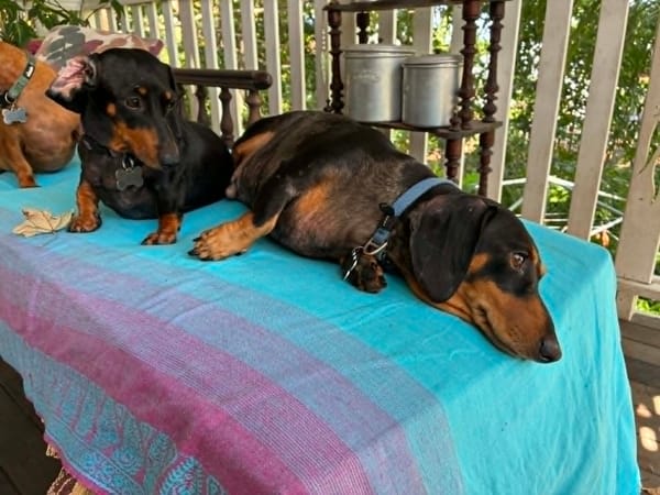 Jemma and Hunter Bonded Besties - Jemma Just 4 yrs - Hunter 3 yrs - Both B/tan smooth hair - 6.5kg and 9.5kg - DOB's - 28/03/22 06/07/22