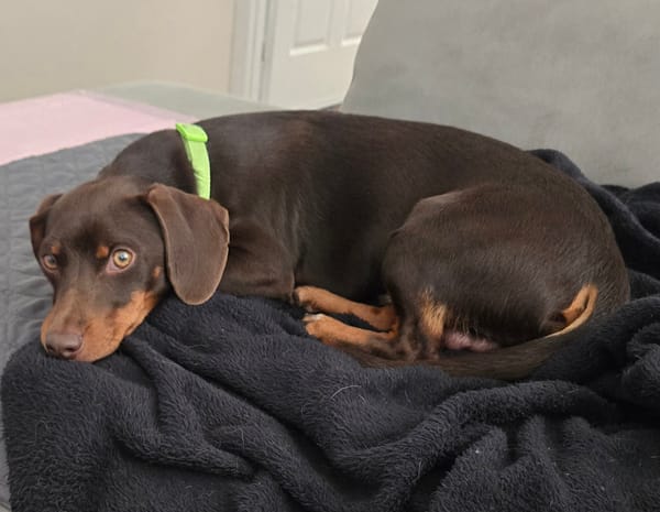 Choco - 10 months - chocolate and tan smooth hair - 28/07/25 - 6.9kg