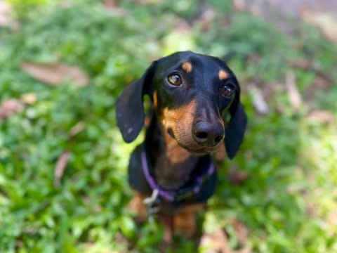 Darla 2yrs - Black and Tan mini female - DOB 23/11/23 - 5kg