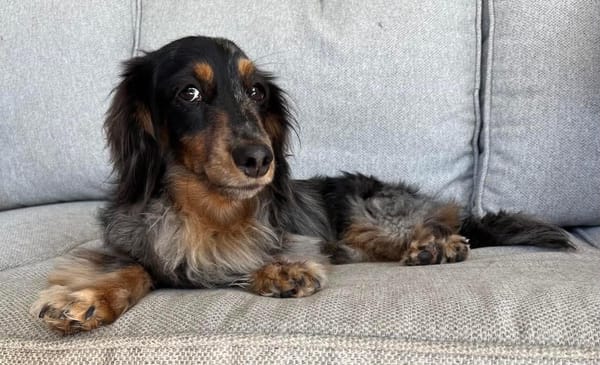 Goose - Almost 5yrs - long hair silver dapple male - DOB 20/04/21 - 5kg