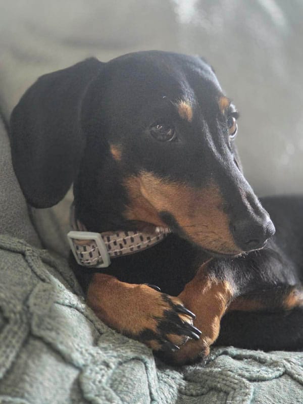 Clyde 3yrs - Black/Tan Sm Male DOB - 09/01/23 - 5kg