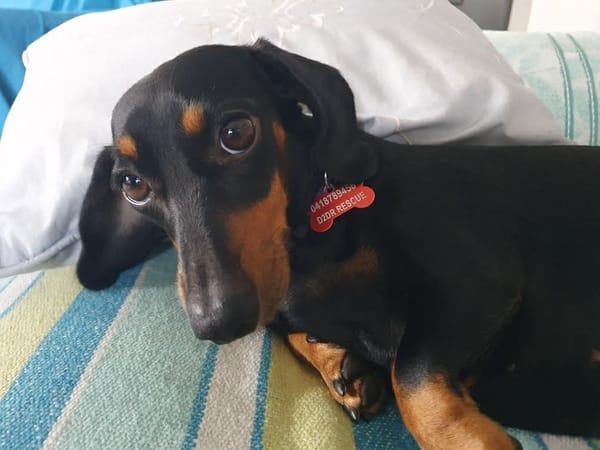 Cookie 2yrs 8mths - Black and Tan smooth female - DOB 05/08/23 - 6.5kg