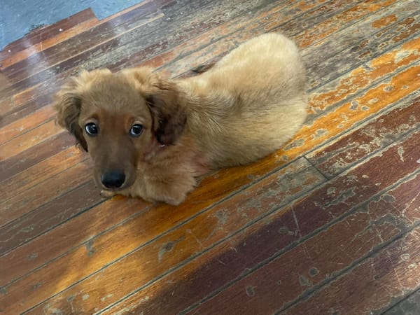 Diago - 4months old - Male - DOB - 14/12/25 - Dachshund x Toy Poodle - 4.9kg