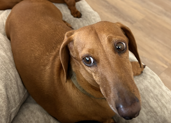 Archie 8yrs - red smooth male - DOB 03/02/18 - 8kg