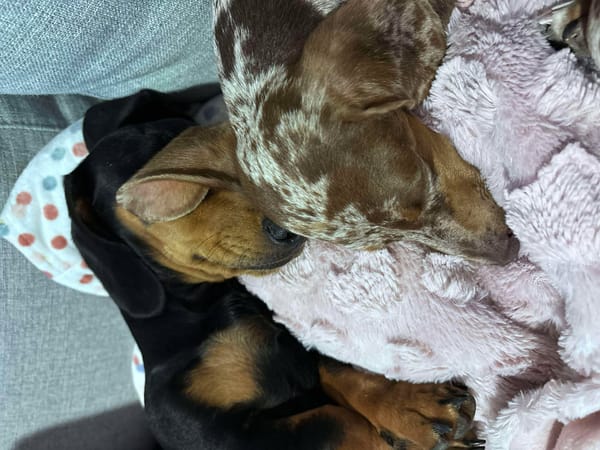 Liberty 2yrs - Choc/Dapple Female - DOB 26/04/23 - 6.kg - Del 2yrs B/Tan Male - DOB 28/10/23 - 9kg