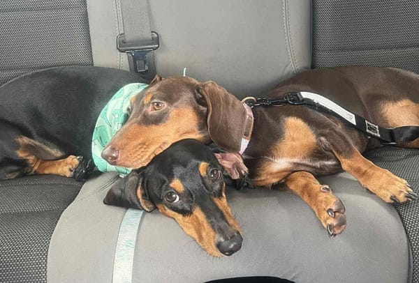 Crumb and Toby Bonded Siblings - 1yr 9mths - Crumb Chocolate/Tan Female - Toby Black/Tan Male - DOB 31/07/24 7kg
