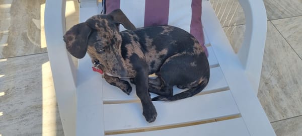 Milo - 7 mths - Smooth Chocolate Merle Dachshund x Catahoula - DOB 10/10/25 - 8kg