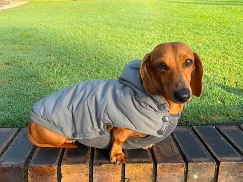 Otto - Just 7yrs - Red Smooth Male - DOB - 17/05/19 - 7.2kg