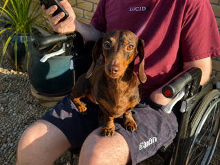 Prince 2yrs - Chocolate/Tan Smooth Male - DOB 01/02/24 - 5kg