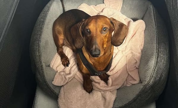 Dwight 5 - Smooth red male - DOB - 13/12/20 - 5.6kg