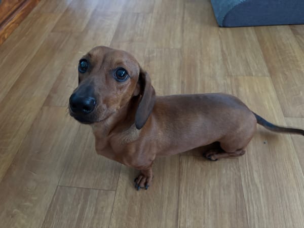 Frankie 1yr 11 mths - Red Smooth  Male - DOB 06/06/24 - 7kg