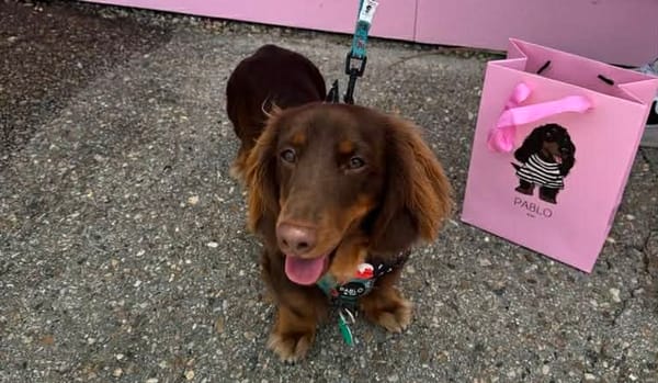 Louie - 2yrs 6mths  Chocolate/Tan Long Hair Male  - DOB 26/10/23 - 5kg