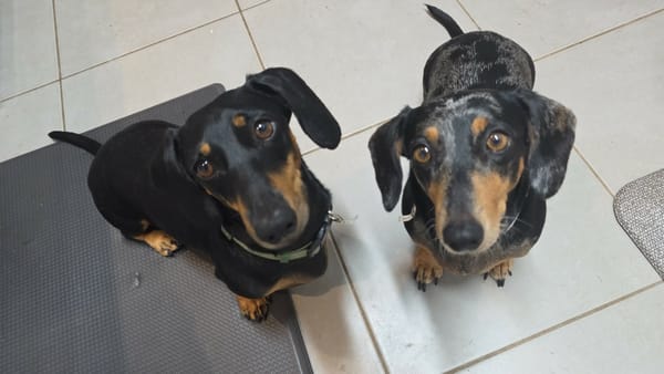 Ruby and Oreo - Ruby 9yrs Silver/dapple sm F  - DOB 01/12/16 - 7.25kg  Oreo 3yrs - B/T sm M - DOB - 03/03/23 - 6.96kg