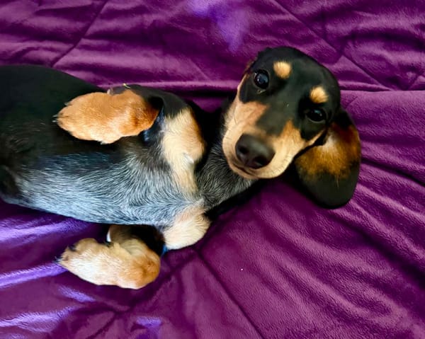 Paige 11 mths - Sm Black/tan Female - DOB 21/06/25 - 4.5kg
